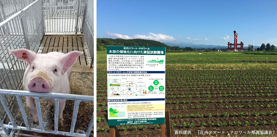 庄内豚と農地の写真
